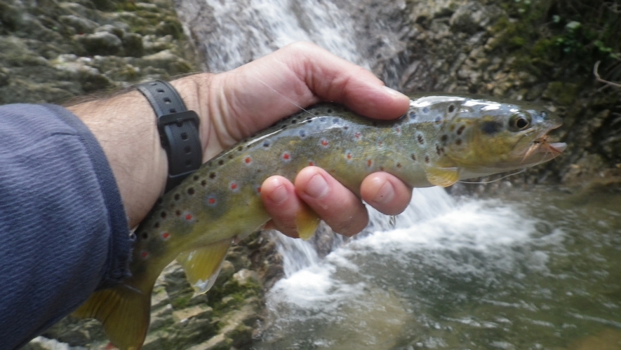 belle truite pêchée (5) à la mouche sous une cascade