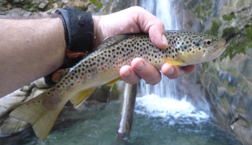 belle truite (3) pêchée à la mouche sous une cascade