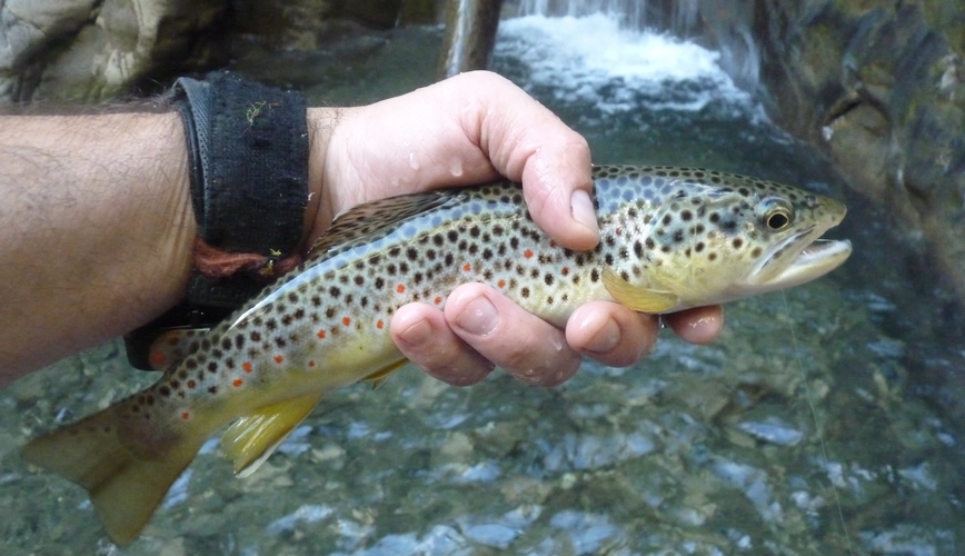 belle truite pêchée (4) à la mouche sous une cascade