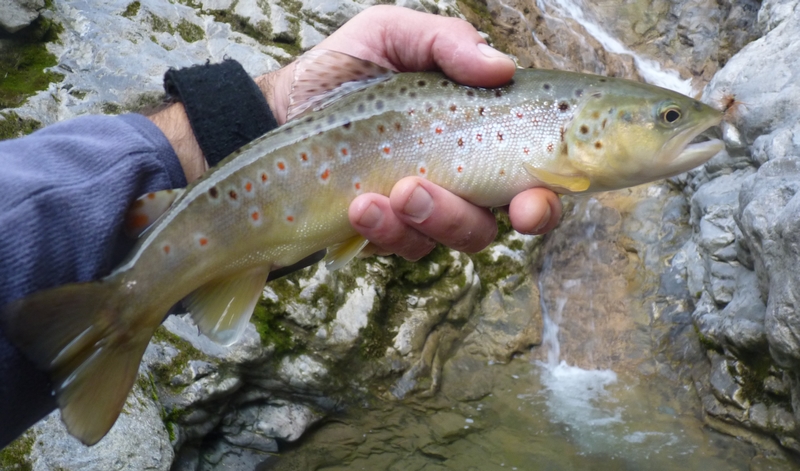 Truite prise avec une palmer rousse sur hameçon n°12
